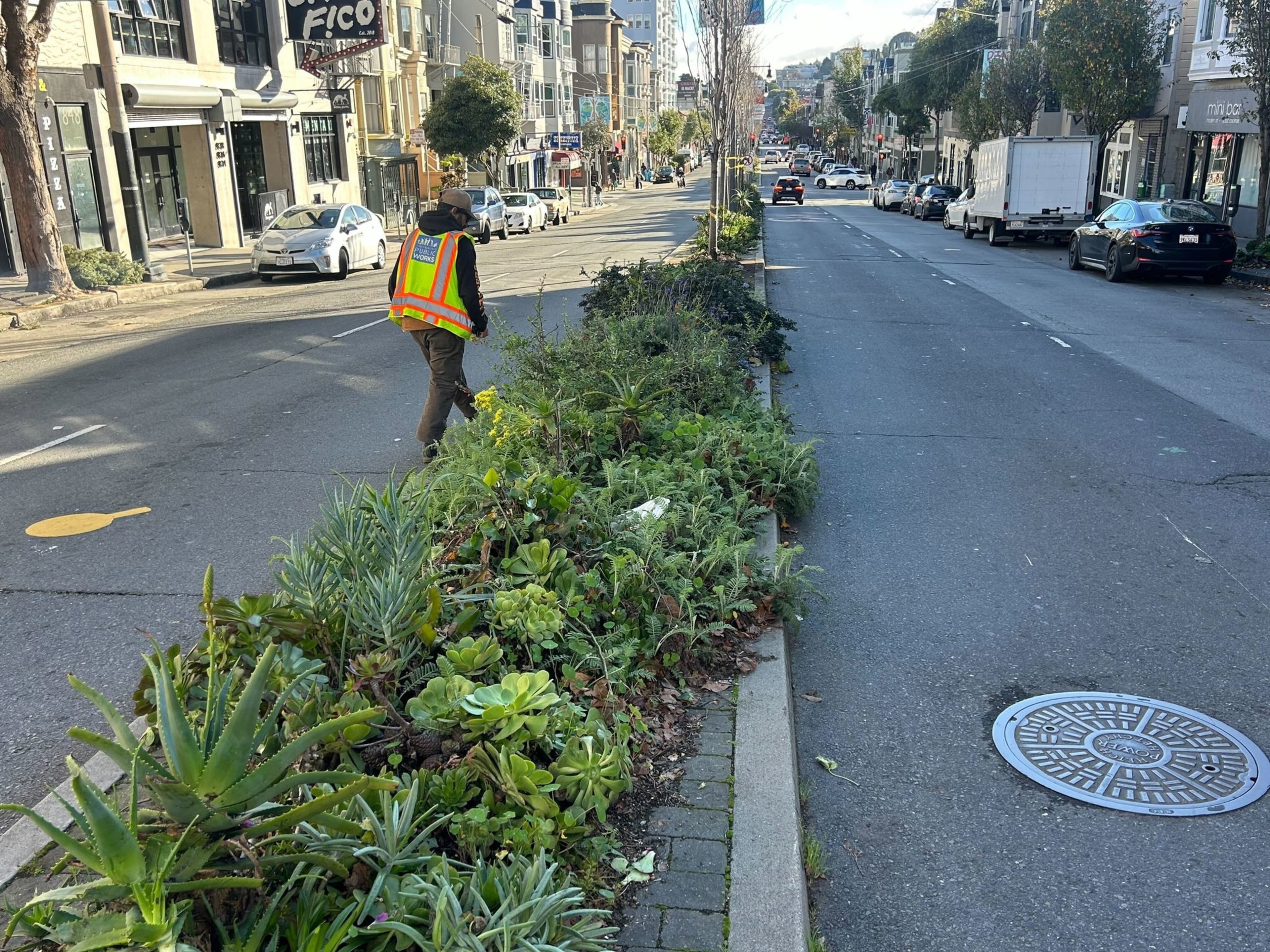 A person in a neon safety vest walks along a median strip filled with various green succulents on a city street with parked cars and buildings.